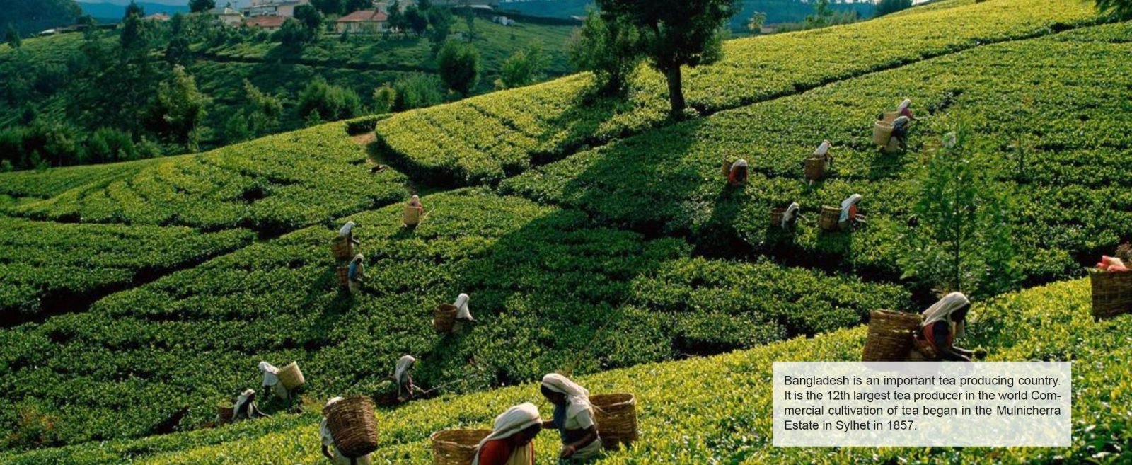 The tea gardens of Sylhet